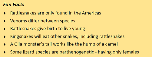 Reptile Fun Facts